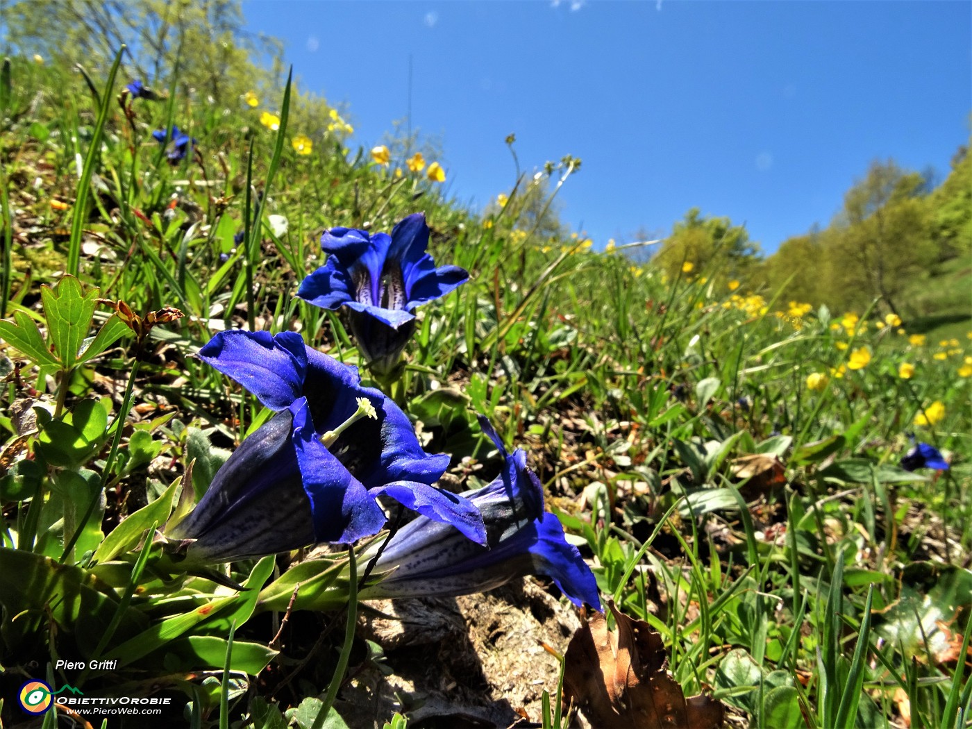 48 Gentiana clusii.JPG